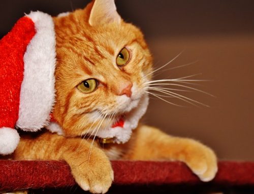 ¿La navidad puede ser peligrosa para tu gato? ¡Descúbrelo!