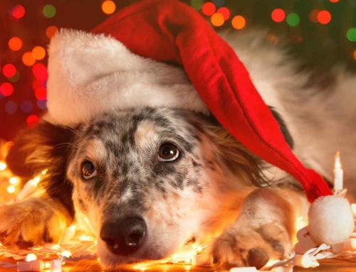 ¡Cuida a tu perro de los fuegos artificiales en navidad con estos consejos!