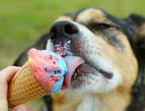 ¿Helados para tu mascota? ¡Prepara aperitivos deliciosos!