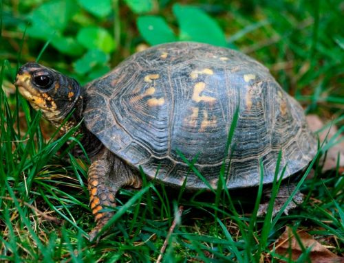 ¡Las tortugas también pueden ser grandes mascotas!