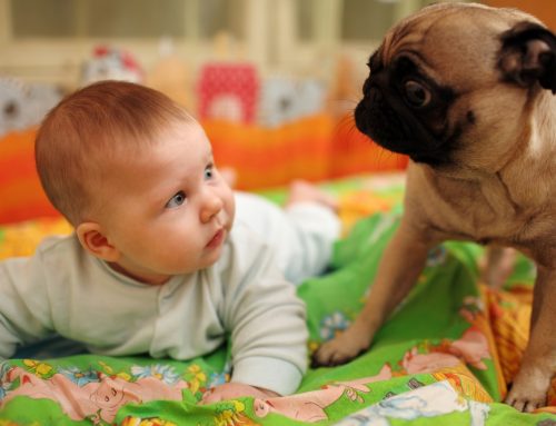 Prepara a tu mascota para la llegada de un bebé a casa