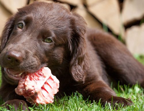 Conoce la razón por la que no debes dar carne cruda a tus mascotas