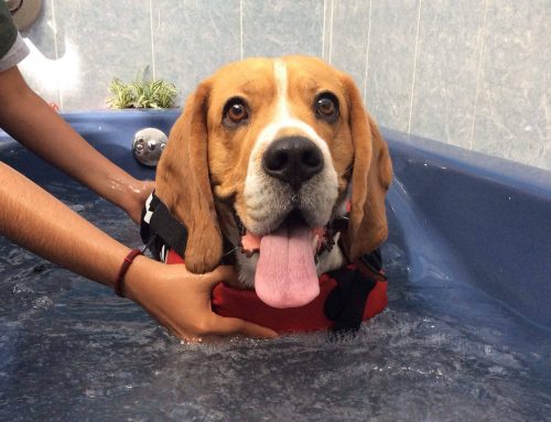 Alivia la lesión de tu mascota gracias a la hidroterapia