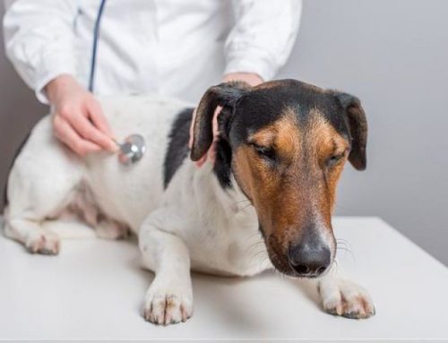 ¿Tu perro sufre del hígado? Sigue estos consejos para tratar su problema