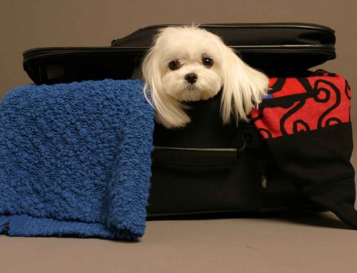 Tips que necesitas saber si vas a viajar con tu mascota