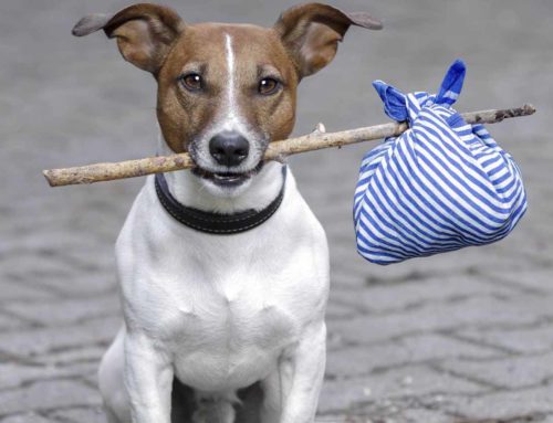 ¡Esta noticia sobre la adopción seguro te alegrará el día!