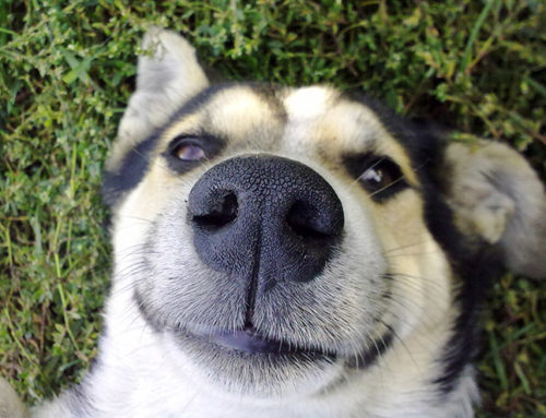 #DatoCurioso: ¿Por qué los perros estornudan?