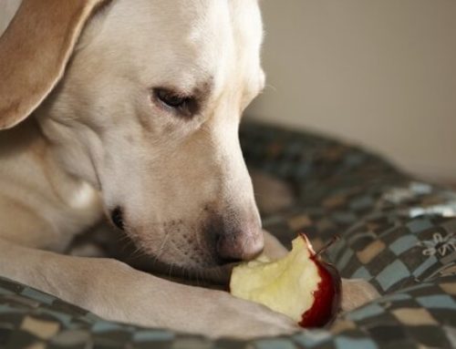 ¿Cuáles son las frutas que un perro puede comer? ¡Descúbrelo!
