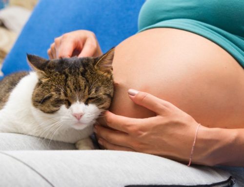 Toxoplasmosis: La enfermedad que aleja a los gatos de una mujer embarazada