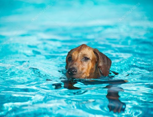 ¡Al agua! Enseña a tu perro a nadar con estos consejos