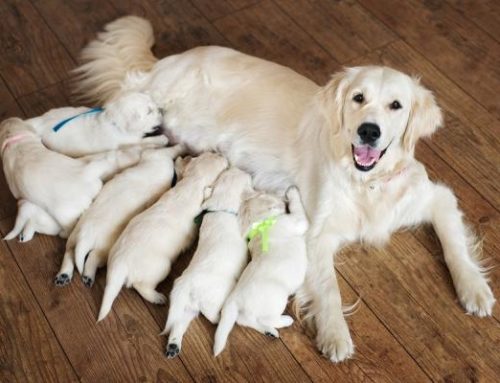 ¿Cómo debe ser la lactancia de un cachorro? Descúbrelo aquí