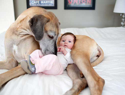 Perros y gatos ayudan al crecimiento de un bebé más sano