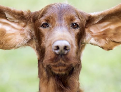 Sigue estos consejos para mantener el oído de tu perro limpio