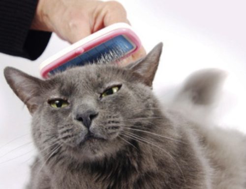 Mira cómo puedes deshacerte del pelo de gato rápidamente