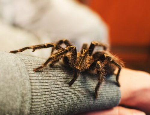 Estos son algunos tips para que puedas tener una tarántula como mascota