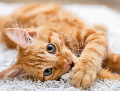 ¿Cómo se puede evitar los parásitos en los gatos?