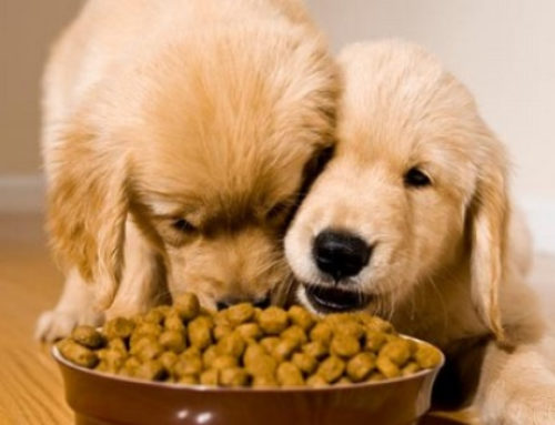 ¿Muchos perros en casa? ¡Mira cómo alimentarlos a todos sin peleas!