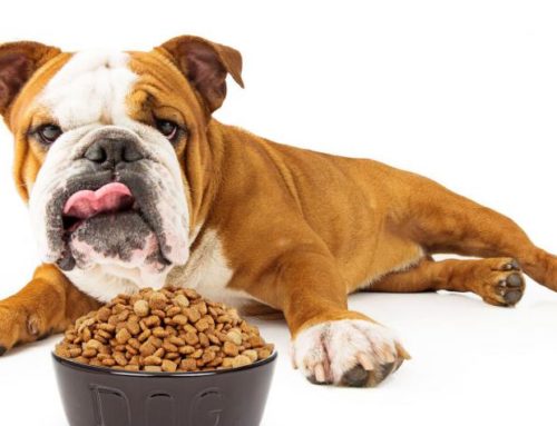¿Es recomendable la comida casera para los perros? Te lo decimos aquí