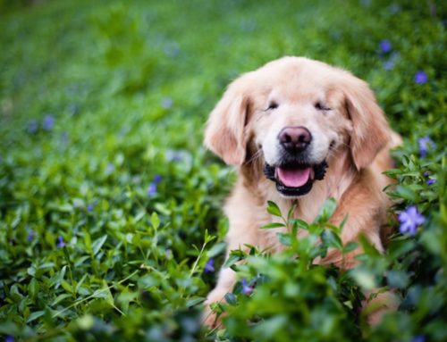 Conoce los juguetes ideales para un perro ciego ¡Diviértelo con juegos!