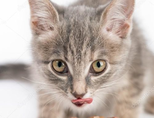 Cosas que no pueden faltar en la dieta de tu gato