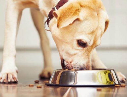 Las enfermedades más comunes de un perro con mala alimentación