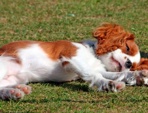 ¿Qué hacer si el perro se envenena? ¡Esto es lo que tienes que hacer!