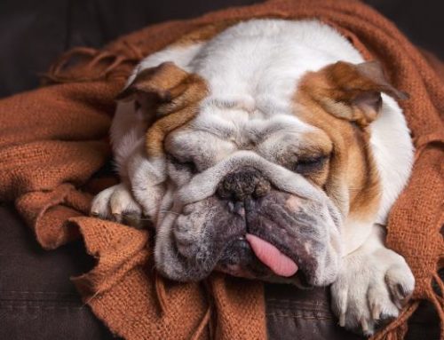 Faringitis en perros: ¿cómo reconocer los síntomas?