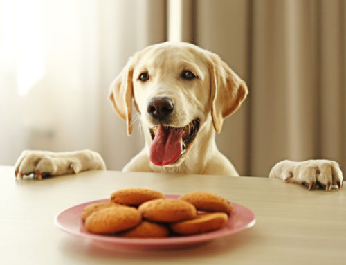¡Aprende a hacer galletas fáciles para tu perro en el microondas!