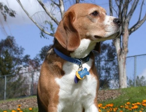 Conoce estos 3 perros increíbles con historias asombrosas