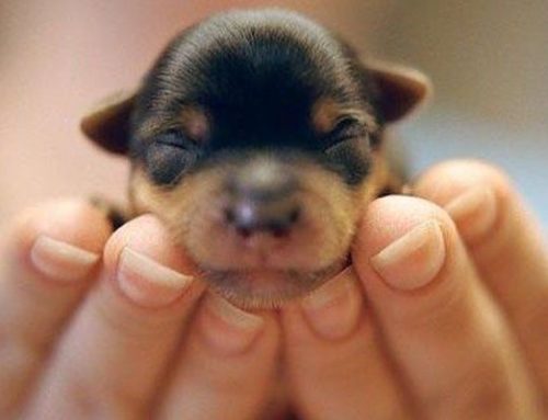 Consejos sobre cómo cuidar cachorros de perro recién nacidos