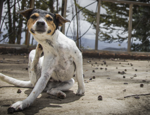 Mira como puedes prevenir la sarna en tu perro con estos consejos