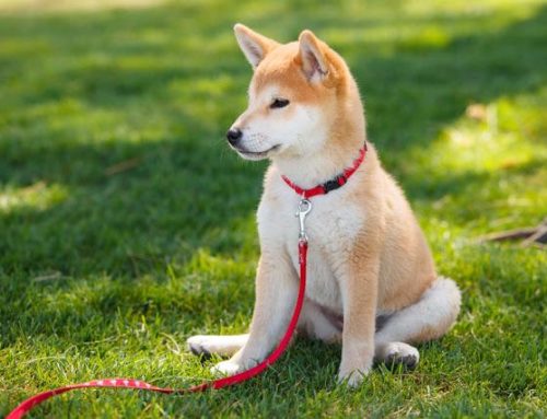 Utiliza esta guía práctica para enseñar a tu perro a sentarse