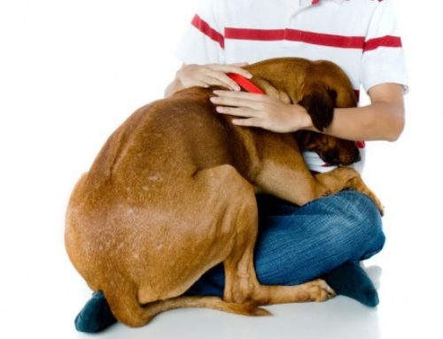 ¿Cómo evitar el miedo de tu perro en el veterinario?