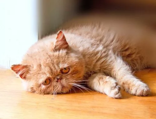 Trucos para que tu gato permanezca fresco durante el día