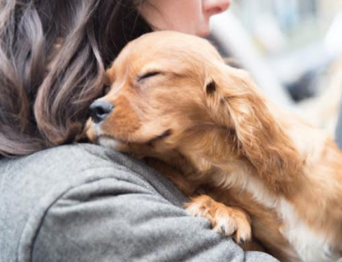 Descubre como tener un perro en casa ayuda a mejorar tu salud
