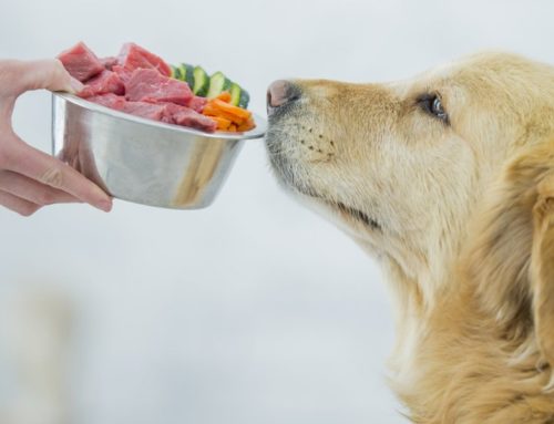 Conoce cómo debe ser la alimentación de un perro con diabetes