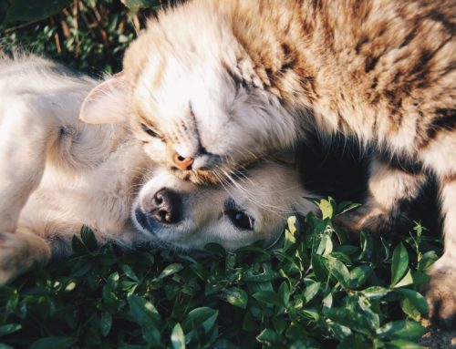 Cuidados para tener una mascota feliz