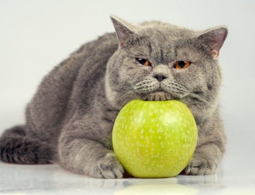 ¿Sabías que existen frutas altamente tóxica para los gatos? ¡Conócelas!