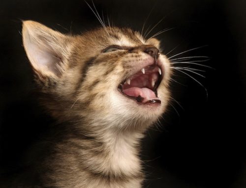 ¿Sabías que los gatos pueden perder la voz? ¡Conoce los síntomas!