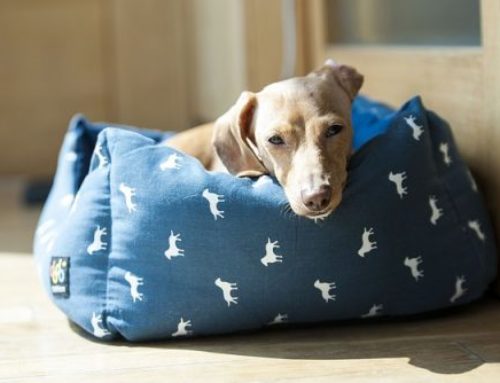 Camas para Perros – ¿Sabes qué cama necesita tu perro?