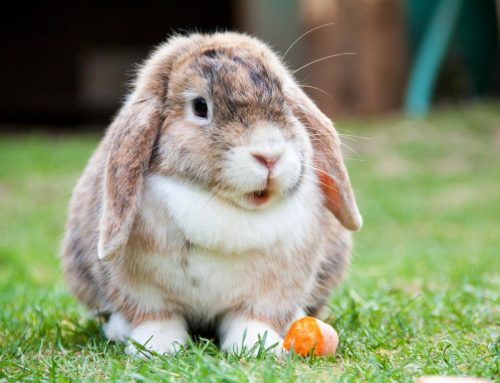 Jaulas para Conejos – ¿Cómo es la jaula ideal – perfecta?