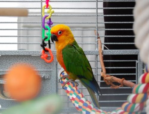 Jaulas para Pájaros – ¿Cómo es la jaula ideal – perfecta?