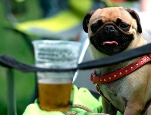 Cerveza para Perros – ¿Es buena para los Perros?