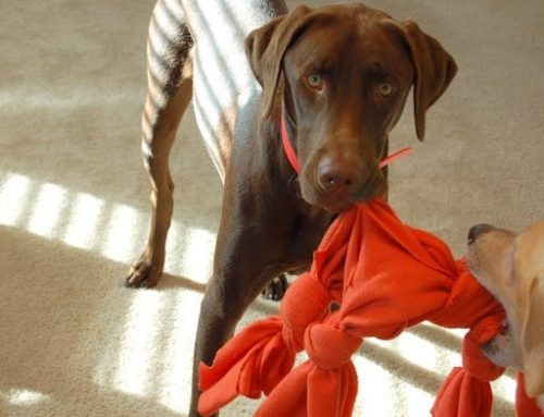 Los mejores juguetes con premio para perros y gatos