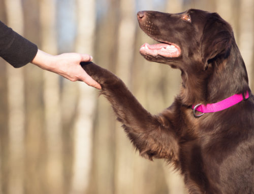 ¿Cuáles son las mascotas más adoptadas?