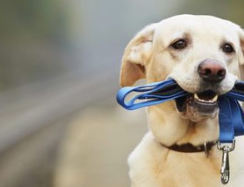 ¿Buscas una correa adecuada para tu perro?