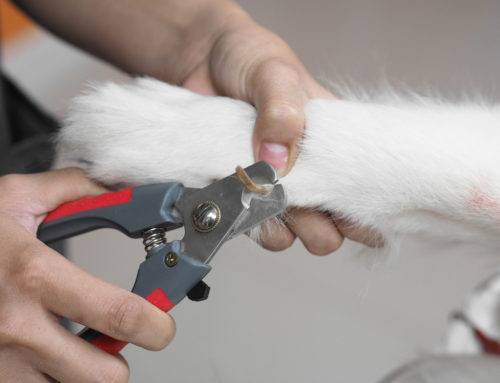 ¿Cuál es la mejor forma de cuidar las uñas de mi perro?