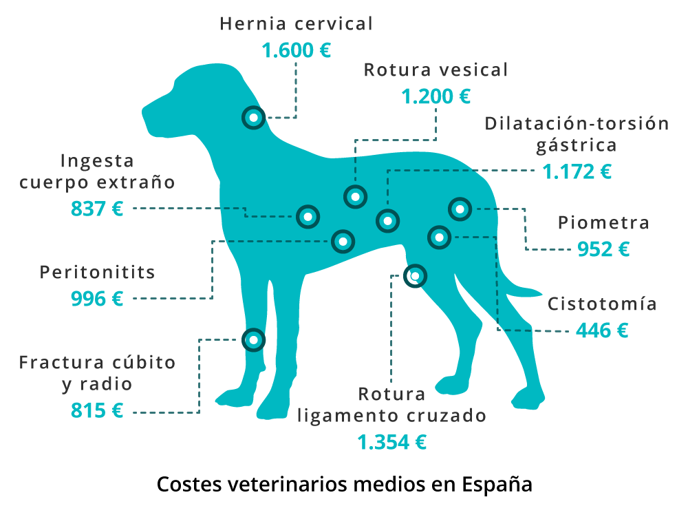 miwuki gastos veterinarios