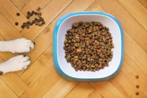 Consejos para escoger el mejor alimento para tu perro